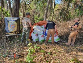 Destruyeron campamento narco con más de 3 mil kilos de droga en Caaguazú